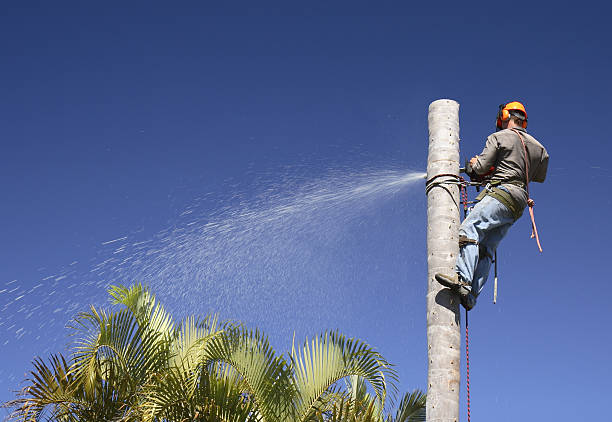 Best Storm Damage Tree Cleanup  in Moundville, AL